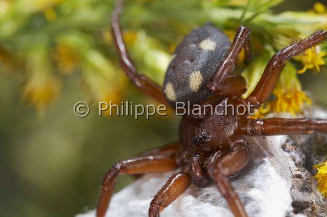 Oecobiidae_5082.JPG - France, Corse, Araneae, Oecobiidae, Araignée tournoyante, Uroctée de Durand (Uroctea durandi), femelle, Disc web spider